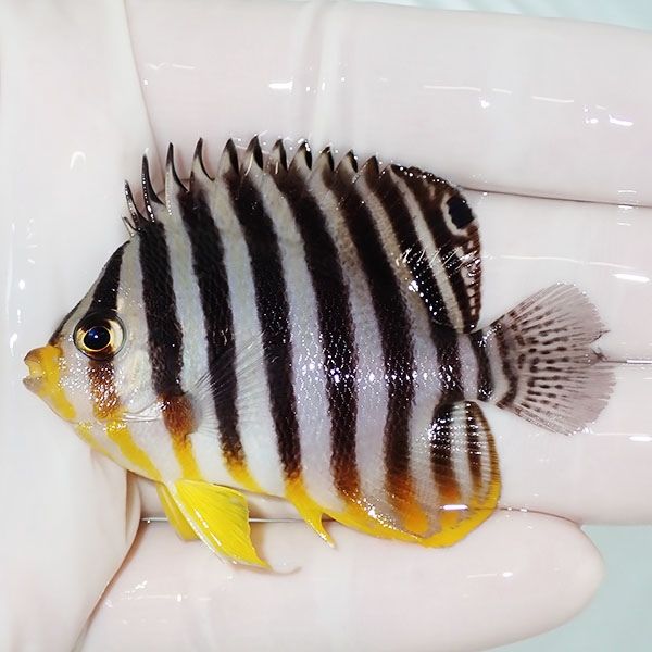 【現物19】sale シマヤッコ 6cm±! 海水魚 生体 15時までのご注文で当日...