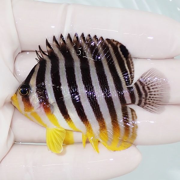 【現物20】sale シマヤッコ 6cm±! 海水魚 生体 15時までのご注文で当日...