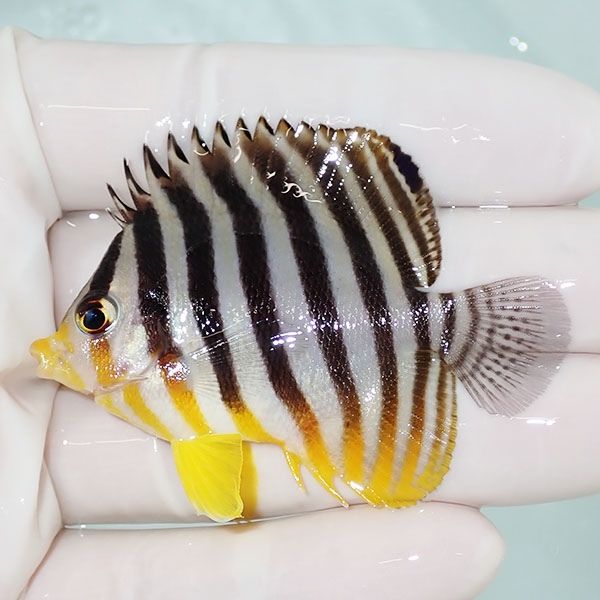 【現物22】sale シマヤッコ 6cm±! 海水魚 生体 15時までのご注文で当日...