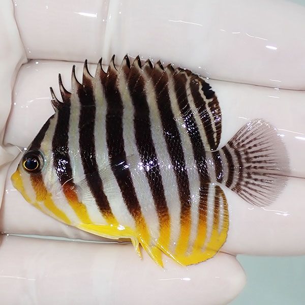 【現物23】sale シマヤッコ 5.5cm±! 海水魚 生体 15時までのご注文で当...