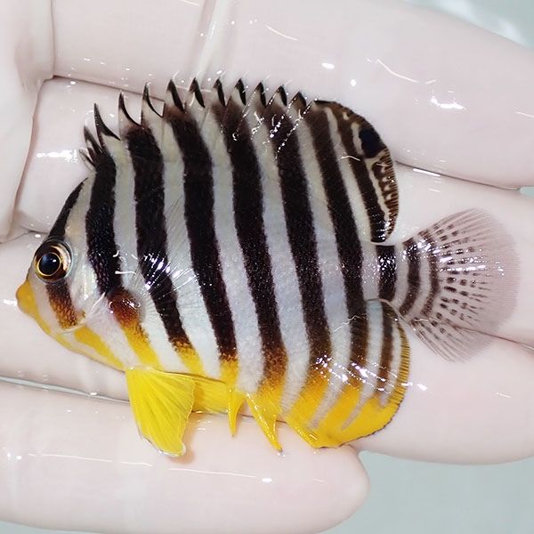 【現物24】sale シマヤッコ 6cm±! 海水魚 生体 15時までのご注文で当日...