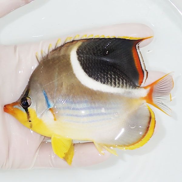 【現物1】セグロチョウ 11.5cm±!チョウチョウウオ 海水魚 生体 15時まで...