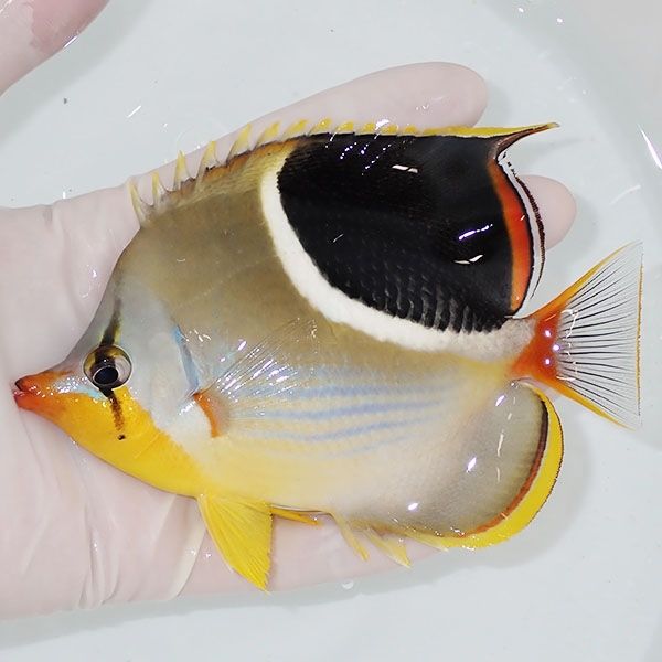 【現物2】セグロチョウ 12.5cm±! 海水魚 チョウチョウウオ 餌付け未 15...