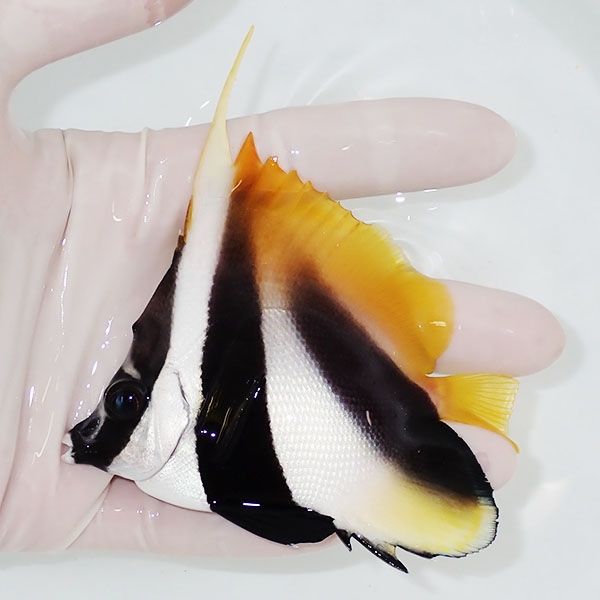 【現物】オニハタタテダイ 9cm±! 海水魚 チョウチョウウオ 15時までのご...