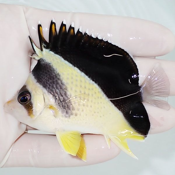 【現物1】バーゲスバタフライ 8cm±! 海水魚 チョウチョウウオ 15時まで...