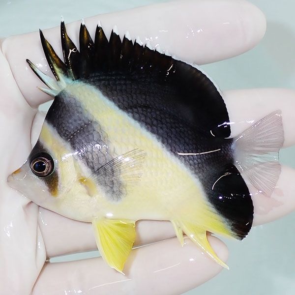 【現物2】バーゲスバタフライ 7.5cm±! 海水魚 チョウチョウウオ 15時ま...