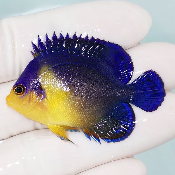 【現物7】スミレヤッコ 4.8cm±! 海水魚 ヤッコ 15時までのご注文で当日...