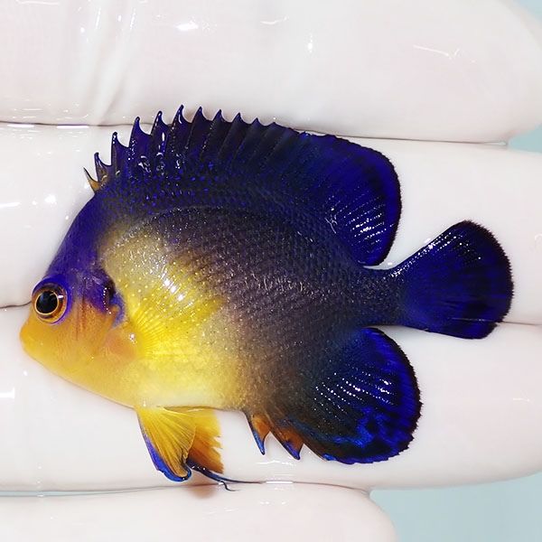 【現物9】スミレヤッコ 4.7cm±! 海水魚 ヤッコ 15時までのご注文で当日...