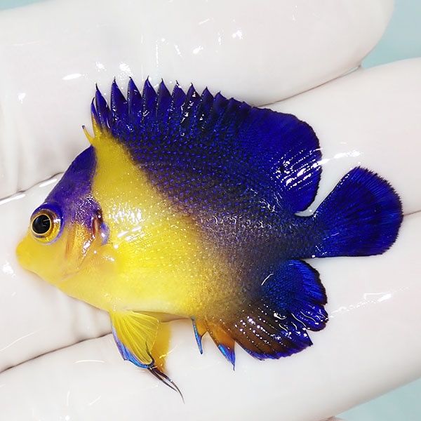 【現物8】スミレヤッコ 4cm±! 海水魚 ヤッコ 15時までのご注文で当日発...