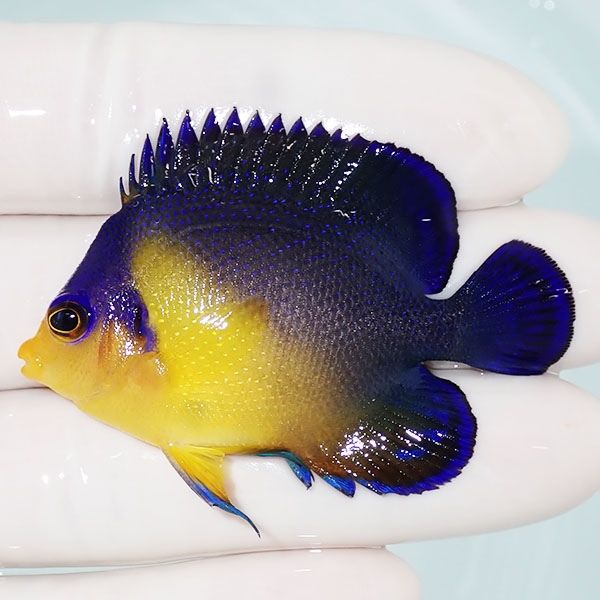 【現物17】スミレヤッコ 5.5cm±! 海水魚 ヤッコ 15時までのご注文で当日...