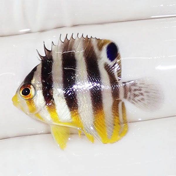 【現物3】sale シマヤッコ 2.5cm±! 海水魚 生体 15時までのご注文で当日...