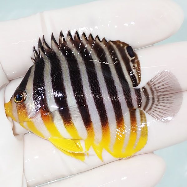 【現物9】sale シマヤッコ 6cm±! 海水魚 生体 15時までのご注文で当日発...