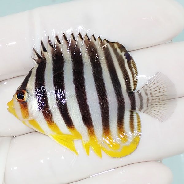 【現物1】saleシマヤッコ 5.2cm±! 海水魚 生体 15時までのご注文で当日...