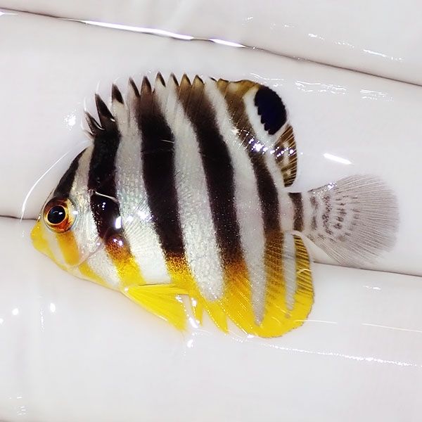 【現物2】sale シマヤッコ 3cm±! 海水魚 生体 15時までのご注文で当日発...