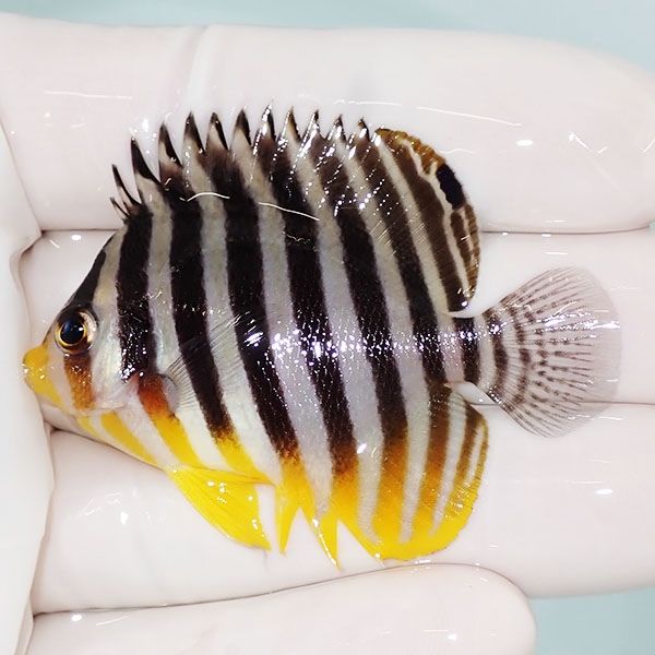 【現物12】sale シマヤッコ 5.5cm±! 海水魚 生体 15時までのご注文で当...