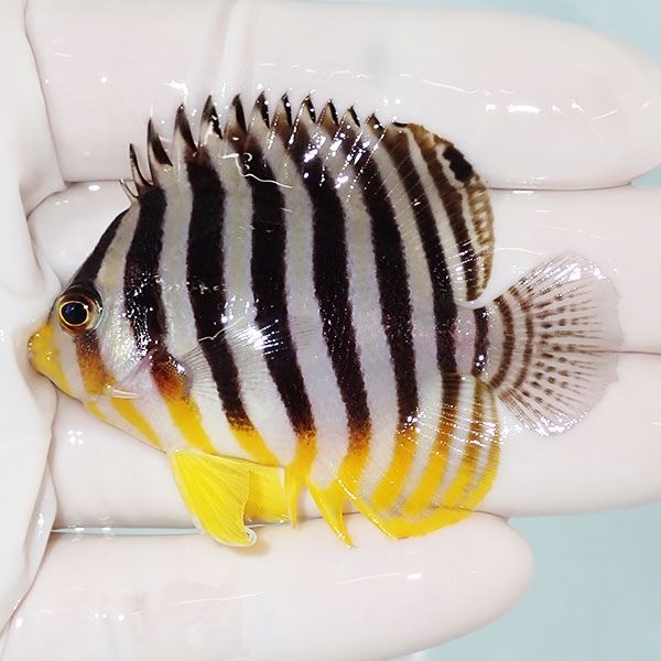 【現物8】sale シマヤッコ 6cm±! 海水魚 生体 15時までのご注文で当日発...