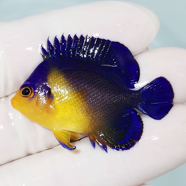 【現物3】スミレヤッコ 4.3cm±! 海水魚 ヤッコ 15時までのご注文で当日...