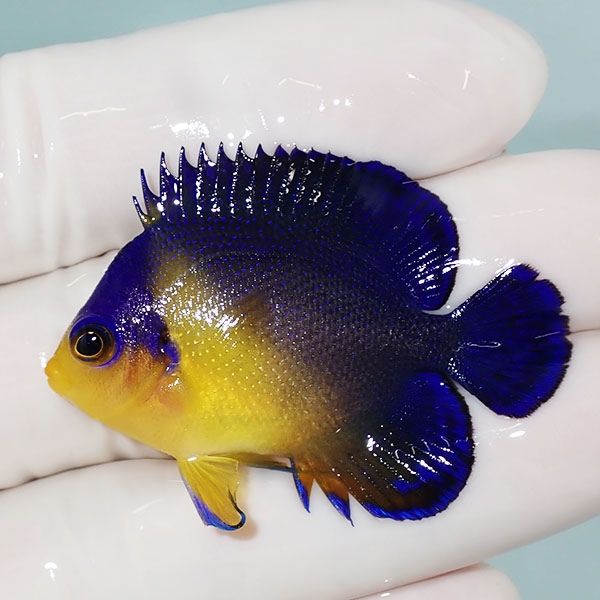 【現物4】スミレヤッコ 4.5cm±! 海水魚 ヤッコ 15時までのご注文で当日...