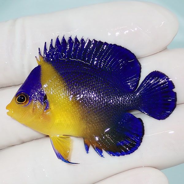 【現物1】スミレヤッコ 5cm±! 海水魚 ヤッコ 15時までのご注文で当日発...