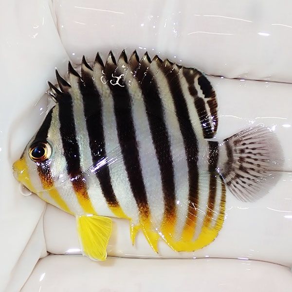 【現物7】sale シマヤッコ 5cm±! 海水魚 生体 15時までのご注文で当日発...