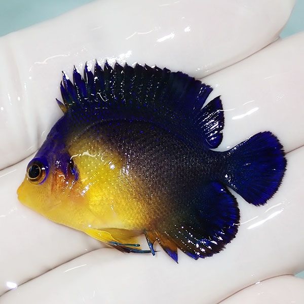 【現物5】スミレヤッコ 4cm±! 海水魚 ヤッコ 15時までのご注文で当日発...