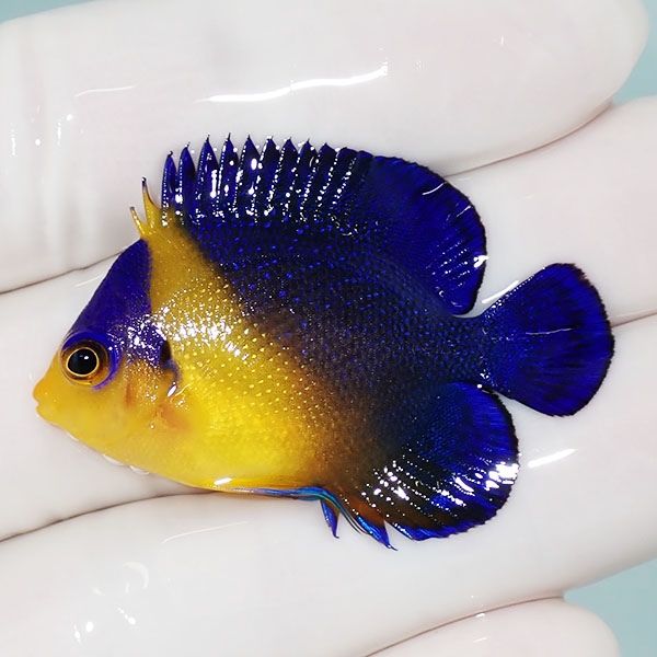 【現物6】スミレヤッコ 4cm±! 海水魚 ヤッコ 15時までのご注文で当日発...