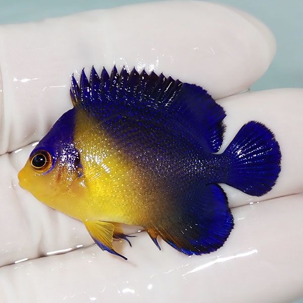 【現物13】スミレヤッコ 4cm±! 海水魚 ヤッコ 15時までのご注文で当日発...