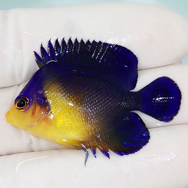 【現物14】スミレヤッコ 4cm±! 海水魚 ヤッコ 15時までのご注文で当日発...