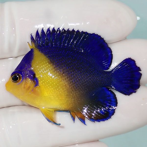 【現物15】スミレヤッコ 4.5cm±! 海水魚 ヤッコ 15時までのご注文で当日...