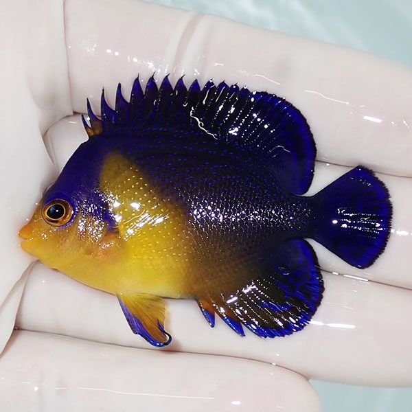 【現物16】スミレヤッコ 6cm±! 海水魚 ヤッコ 15時までのご注文で当日発...