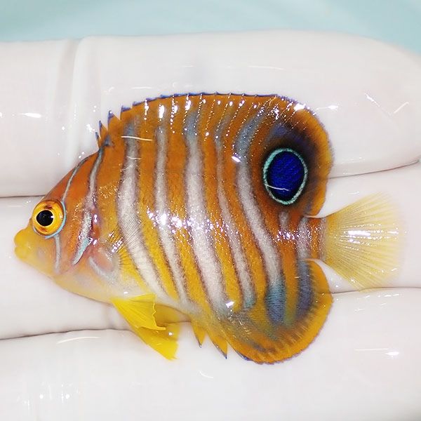 【現物1】ニシキヤッコ 4.5cm±!海水魚 ヤッコ15時までのご注文で当日発...