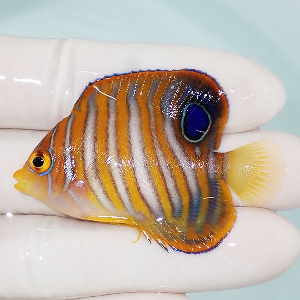 【現物2】ニシキヤッコ 5.2cm±!海水魚 ヤッコ15時までのご注文で当日発...