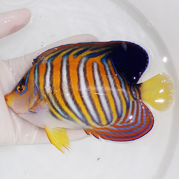 【現物3】ニシキヤッコbig 16cm±!海水魚 ヤッコ15時までのご注文で当日...