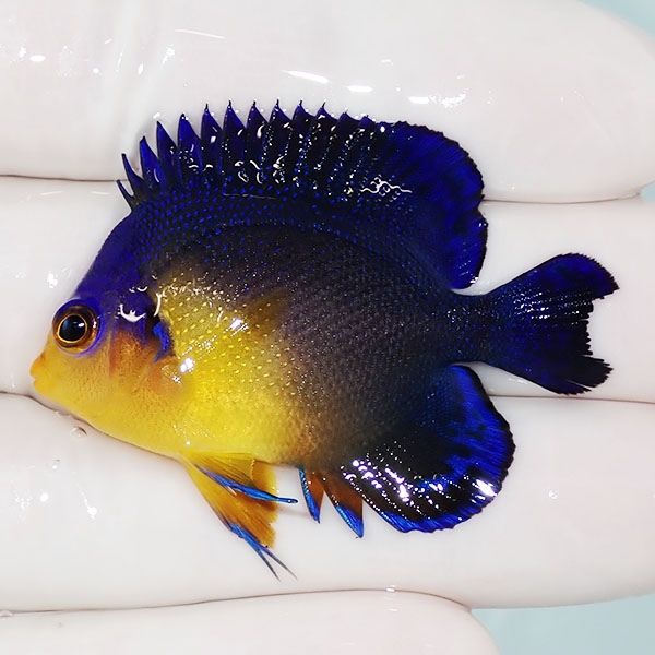 【現物2】尾びれ欠け スミレヤッコ 4.8cm±! 海水魚 ヤッコ 15時までのご...