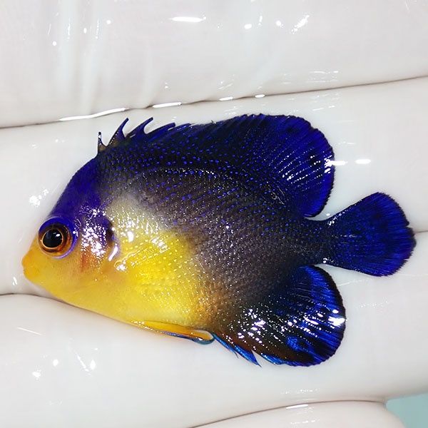 【現物10】スミレヤッコ 4cm±! 海水魚 ヤッコ 15時までのご注文で当日発...