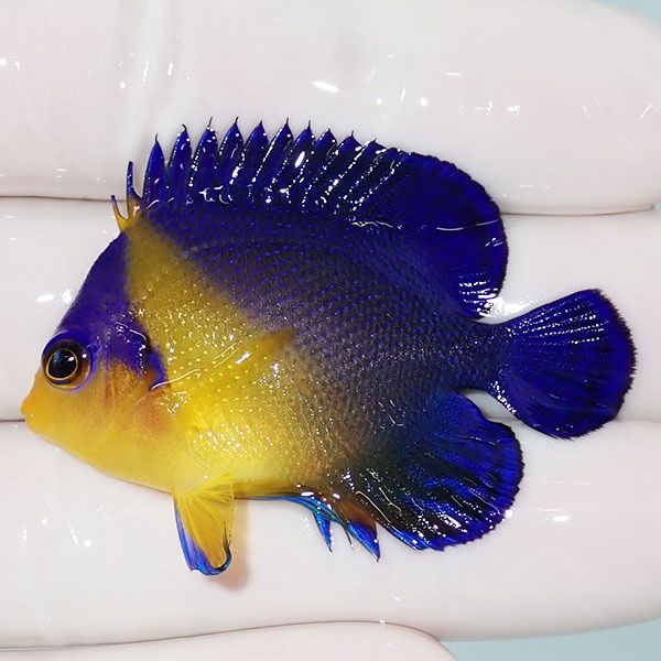 【現物12】スミレヤッコ 4.7cm±! 海水魚 ヤッコ 15時までのご注文で当日...