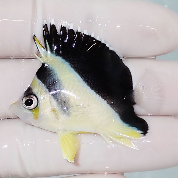 【現物1】バーゲスバタフライ 4.8cm±! 海水魚 チョウチョウウオ 15時ま...