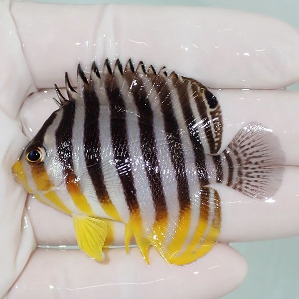 【現物9】sale シマヤッコ 6cm±! 海水魚 生体 15時までのご注文で当日発...