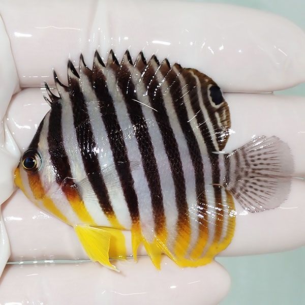 【現物10】sale シマヤッコ 6cm±! 海水魚 生体 15時までのご注文で当日...