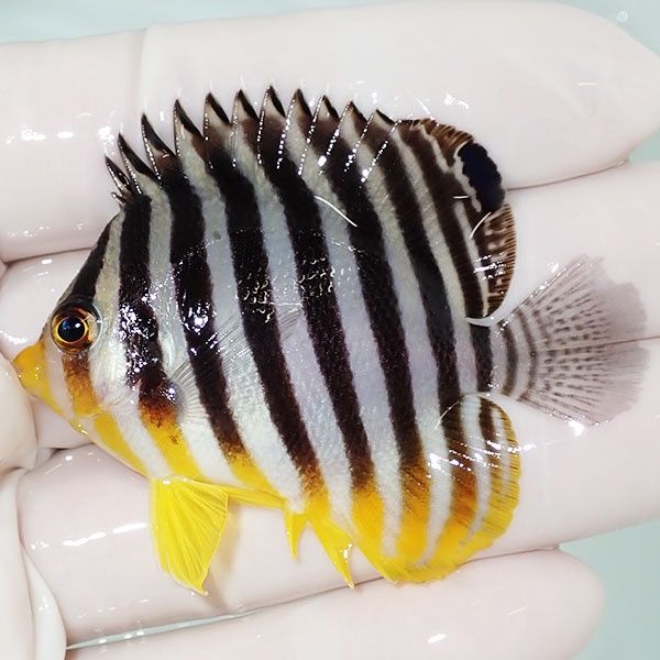 【現物5】sale シマヤッコ 5.5cm±! 海水魚 生体 15時までのご注文で当日...