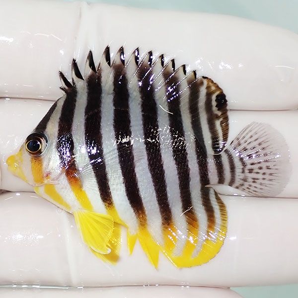 【現物1】saleシマヤッコ 5.2cm±! 海水魚 生体 15時までのご注文で当日...