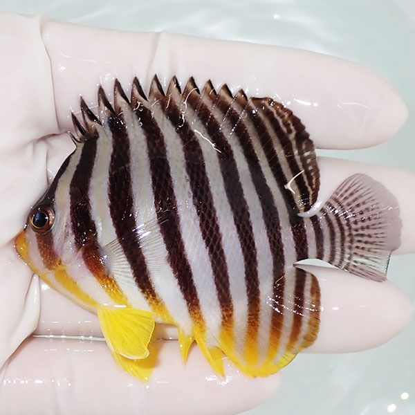 【現物8】sale シマヤッコ 7.5cm±! 海水魚 生体 15時までのご注文で当日...