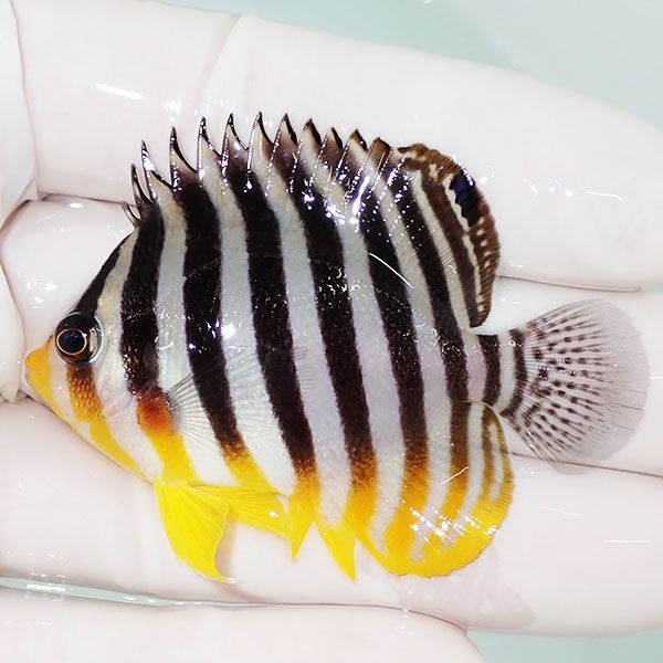 【現物13】sale シマヤッコ 5.5cm±! 海水魚 生体 15時までのご注文で当...