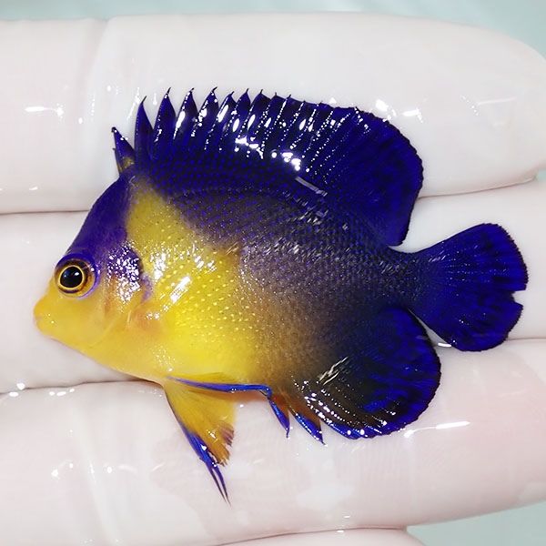 【現物1】スミレヤッコ 4.7cm±! 海水魚 ヤッコ 15時までのご注文で当日...