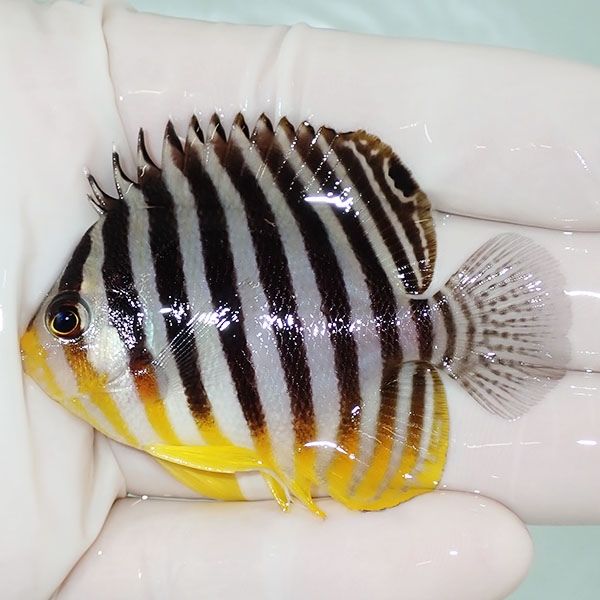 【現物7】sale シマヤッコ 6cm±! 海水魚 生体 15時までのご注文で当日発...