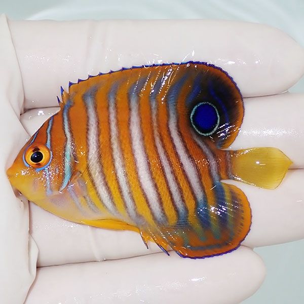 【現物1】ニシキヤッコ 6.5cm±!海水魚 ヤッコ15時までのご注文で当日発...