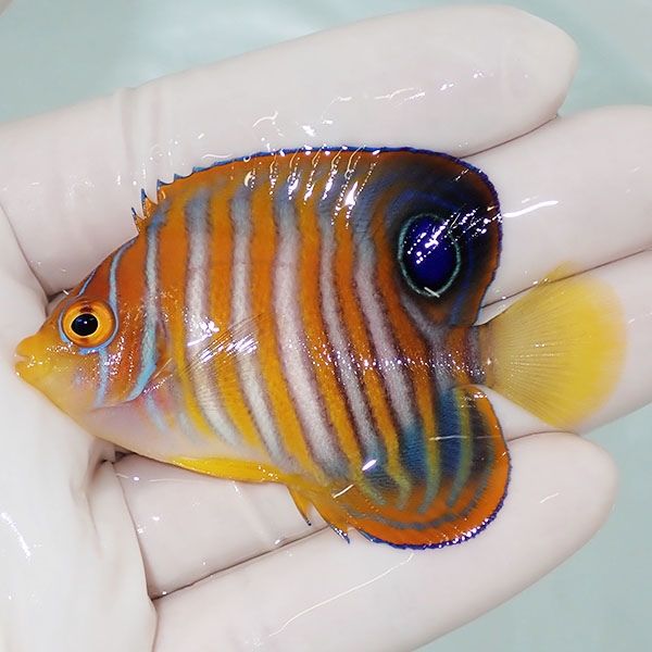 【現物2】ニシキヤッコ 6.5cm±!海水魚 ヤッコ15時までのご注文で当日発...