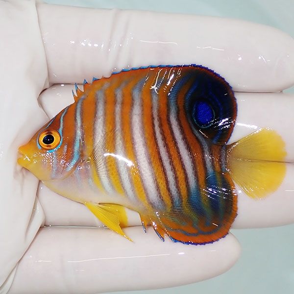 【現物3】ニシキヤッコ 6.2cm±!海水魚 ヤッコ15時までのご注文で当日発...