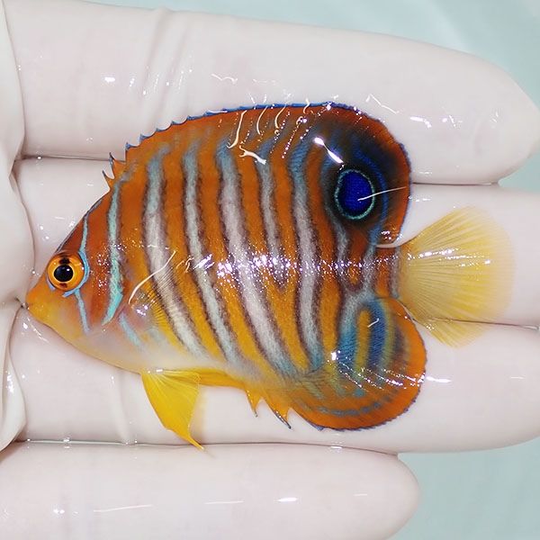 【現物4】ニシキヤッコ 6cm±!海水魚 ヤッコ15時までのご注文で当日発送(...