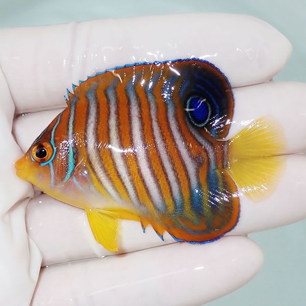 【現物5】ニシキヤッコ 6cm±!海水魚 ヤッコ15時までのご注文で当日発送(...